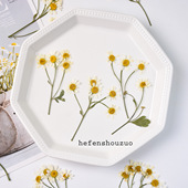 带枝洋甘菊真花押花diy杯垫滴胶手工材料小雏菊手机壳ins干花相框