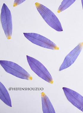 河粉手作淡蓝色睡莲花瓣真花压花diy树脂发卡材料水晶滴胶封入物
