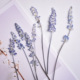 仿薰衣草干花鼠尾草干花相框DIY装 饰材料书签少儿手工香薰蜡烛