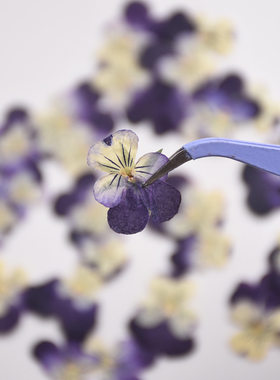 diy小兔子角堇双色渐变贴脸干花