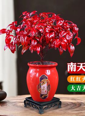 火焰南天竹盆景冬季耐寒红叶绿植室内外客厅阳台四季好养年宵植物