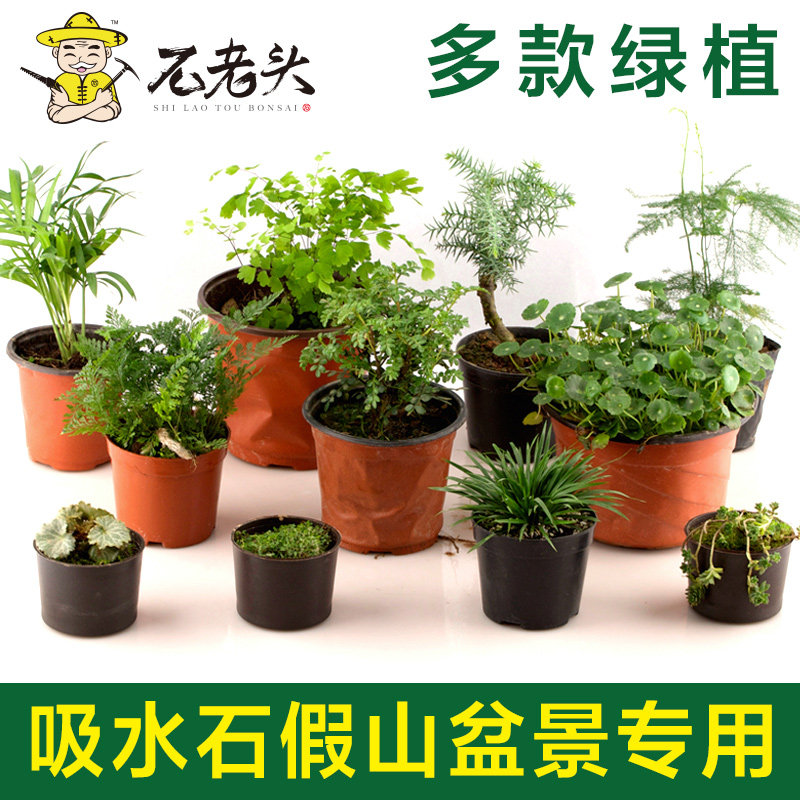 吸水石盆景植物上水石假山室内花草绿植家居装饰摆件微景观小盆栽