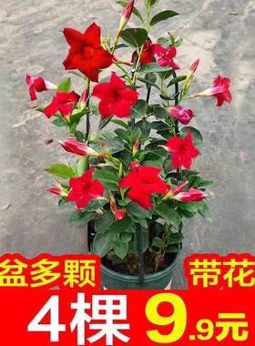飘香藤盆栽花卉双喜藤花苗带花苞爬藤植物多年生开花绿植好易养活