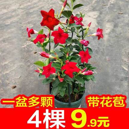 飘香藤盆栽花卉双喜藤花苗带花苞爬藤植物多年生开花绿植好易养活