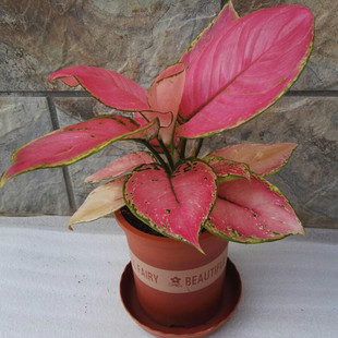 如意皇后花盆栽水培植物吉祥如意万年红吉利红皇后室内盆栽大红色