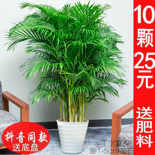 袖 珍叶夏威夷盆景富贵椰花卉 凤尾竹室内客厅大型绿植 散尾葵盆栽