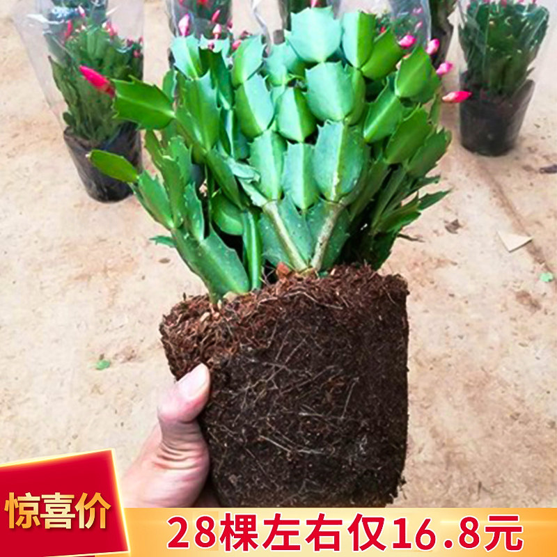 新品蟹爪兰莲苗盆栽带花苞多色花