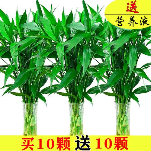 富贵竹水培转运观音竹带根花卉绿萝植物盆栽室内花客厅水养节节高