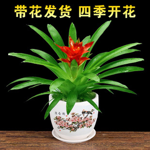 发财树富贵竹办公室内绿植桌面小盆栽栀子花鸿运当头杜鹃花卉盆景