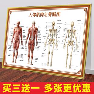 人体骨骼肌肉结构图医学教学人体内脏器官血管血液位置分布解剖图