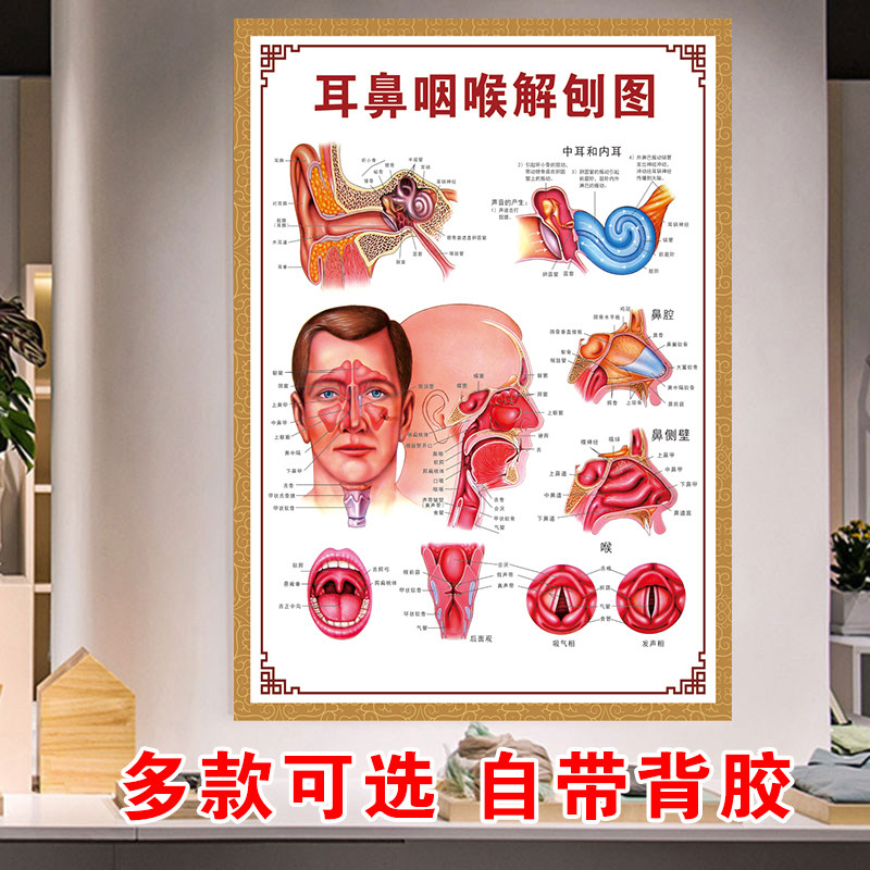 耳鼻喉解刨图鼻炎的危害口腔科医学院贴画耳鼻喉科人体五官挂图
