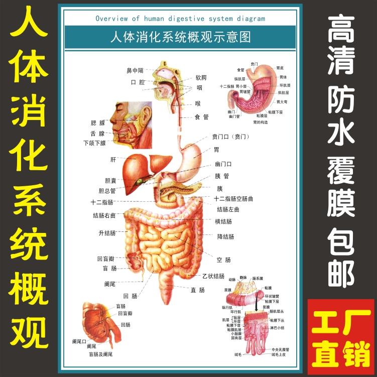 消化肠道系统结构示意图医学宣传挂图人体器官医院布置海报图片