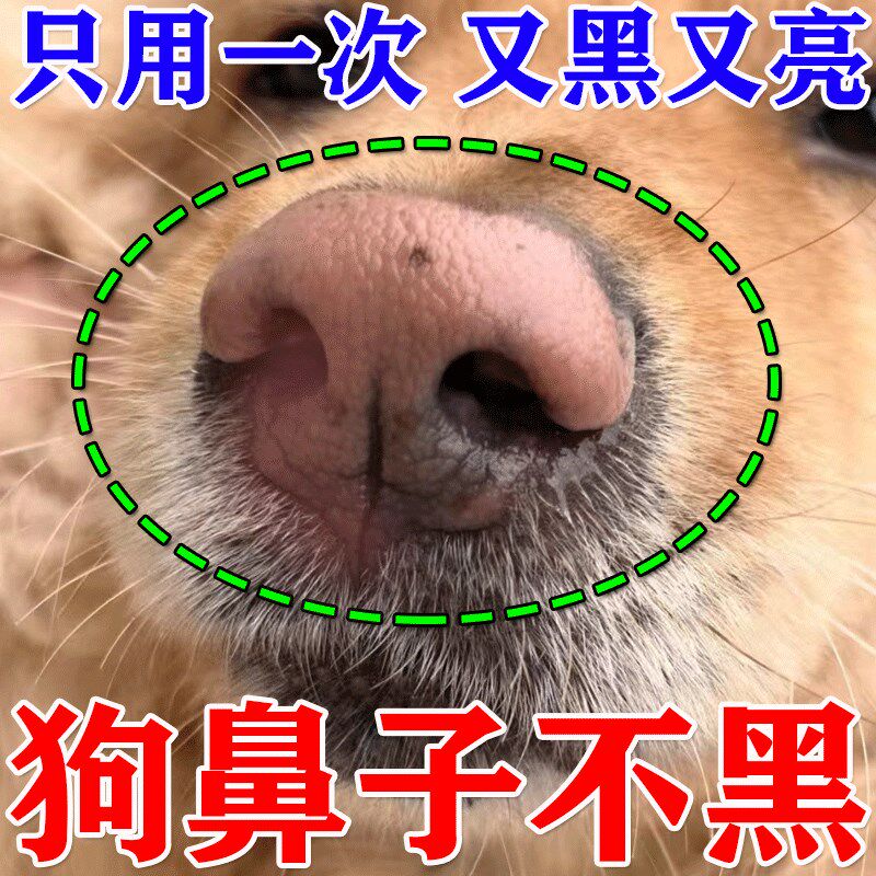 狗狗鼻头变褪色不黑亮鼻头促进黑色素沉淀粉鼻头增色狗狗鼻子干裂