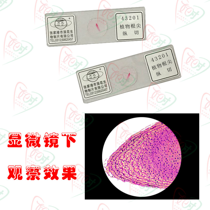 优质加厚高清植物根尖纵切 生物切片标本 显微镜用切片 教学仪器