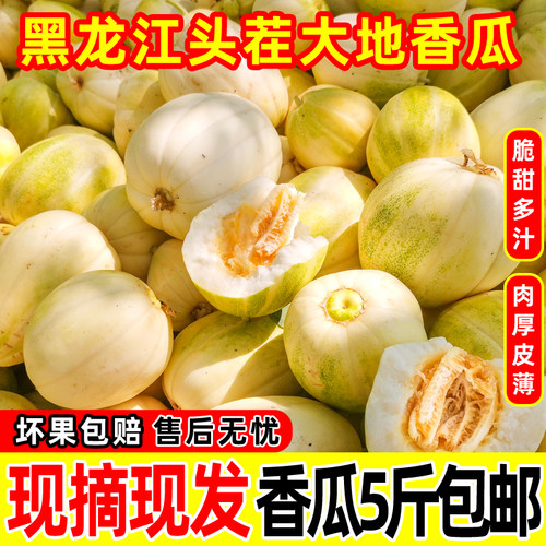 黑龙江头茬香瓜现摘现发包邮