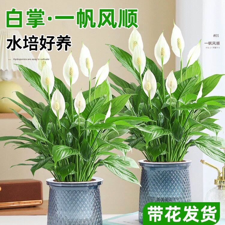 白掌一帆风顺水培盆栽易养
