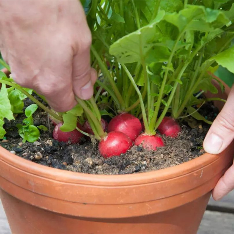 进口樱桃水果萝卜种子早熟耐热耐寒青萝卜孑四季庭院阳台蔬菜种籽