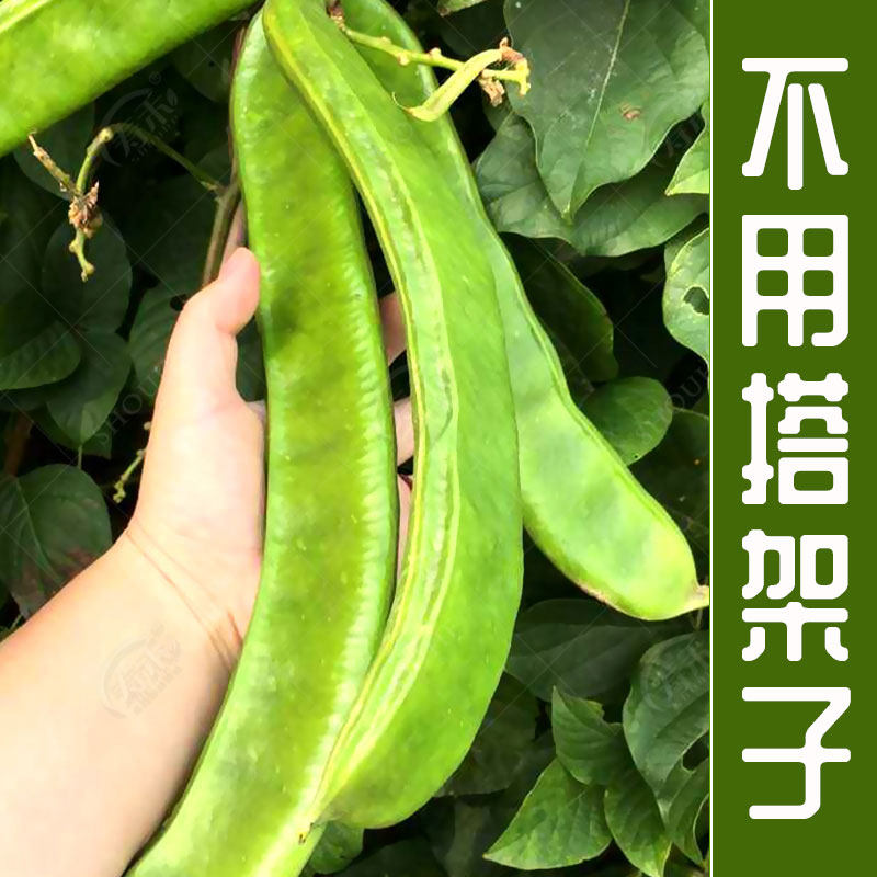 巨型豆角种子种籽刀豆苗大粒特长红花白刀豆四季盆栽蔬菜种苗种孑