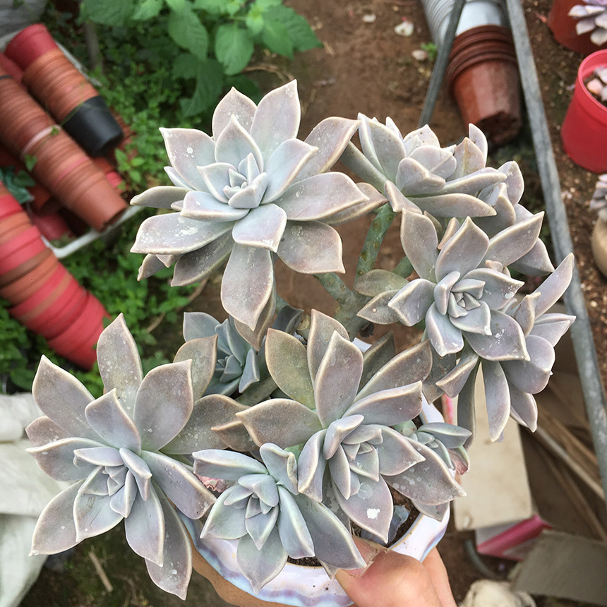 胧月韩国初恋造型老桩一物一拍群生好度夏多肉植物向阳派露养多肉
