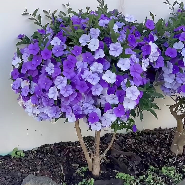 双色茉莉盆栽庭院好养