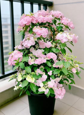 爬藤花卉白色粉色落跑新娘绣球花苗大花绣球无尽夏苗庭院花园阳台