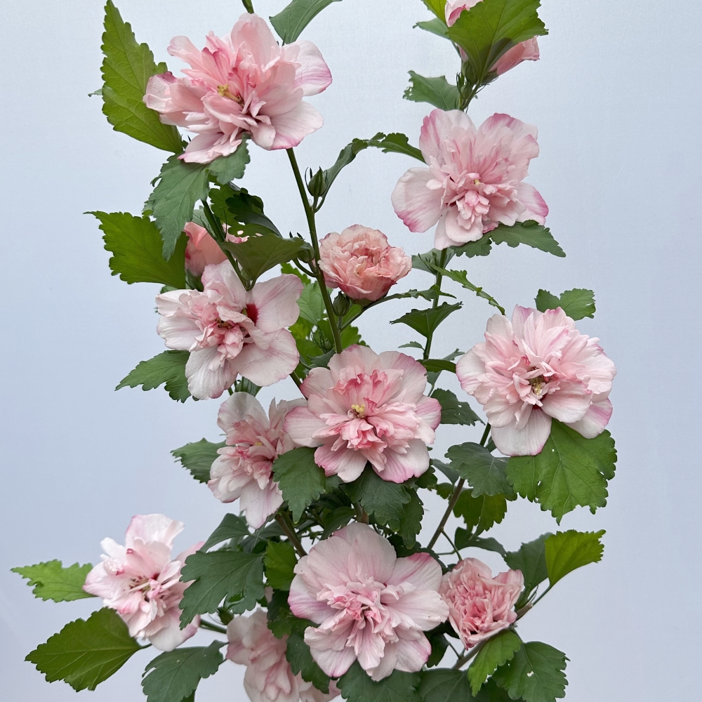 大花重瓣木槿花薄荷冰沙耐寒耐热