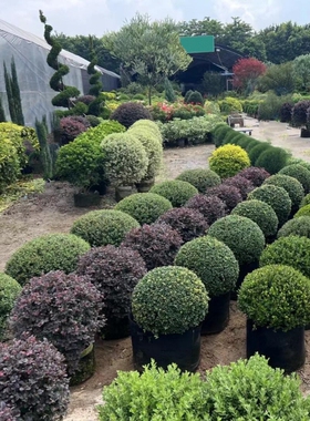 龟甲冬青球完美冬青球冬青先令齿叶耐寒花园花镜植物庭院景观设计