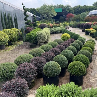 龟甲冬青球完美冬青球冬青先令齿叶耐寒花园花镜植物庭院景观设计