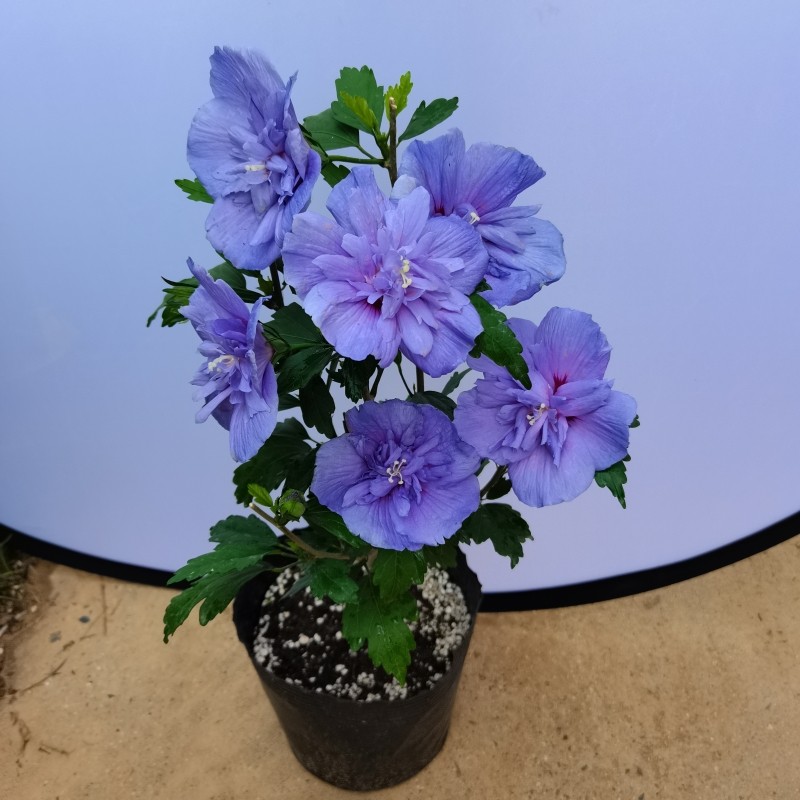 多花重瓣蓝色雪纺木槿盆栽阳台庭院花卉耐寒耐热耐晒多年生花园,鲜花速递/花卉仿真/绿植园艺,绣球/木绣球/木本植物,淘宝优惠券,粉丝福利购,淘宝优惠卷