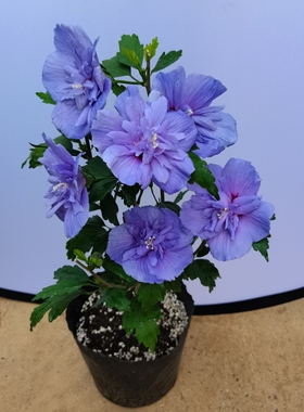 多花重瓣蓝色雪纺木槿盆栽阳台庭院花卉耐寒耐热耐晒多年生花园