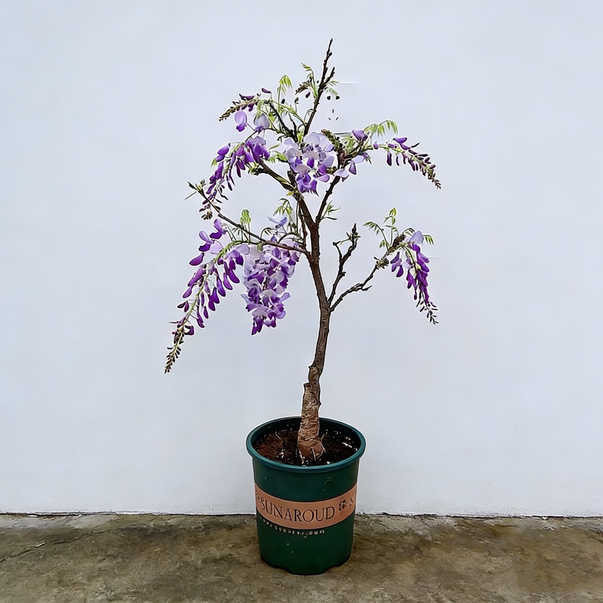 普罗旺斯紫藤花树苗爬藤植物庭院围墙多季开花花苗花卉藤蔓耐寒