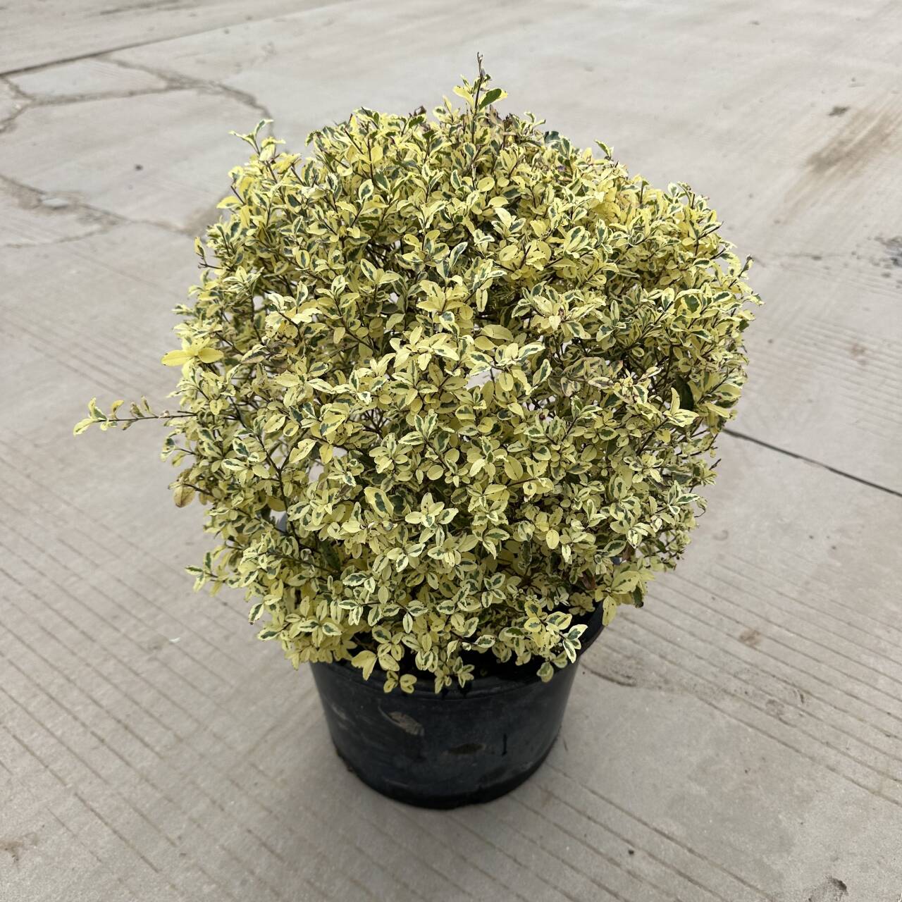 金姬小蜡球花镜植物搭配塔形造型多年生好养耐寒耐热彩叶别墅庭院