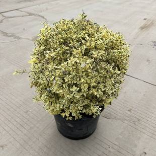 金姬小蜡球花镜植物搭配塔形造型多年生好养耐寒耐热彩叶别墅庭院