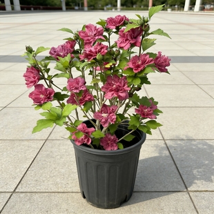 多花重瓣红色酒馆木槿盆栽阳台庭院花卉耐寒耐热耐晒多年生花园