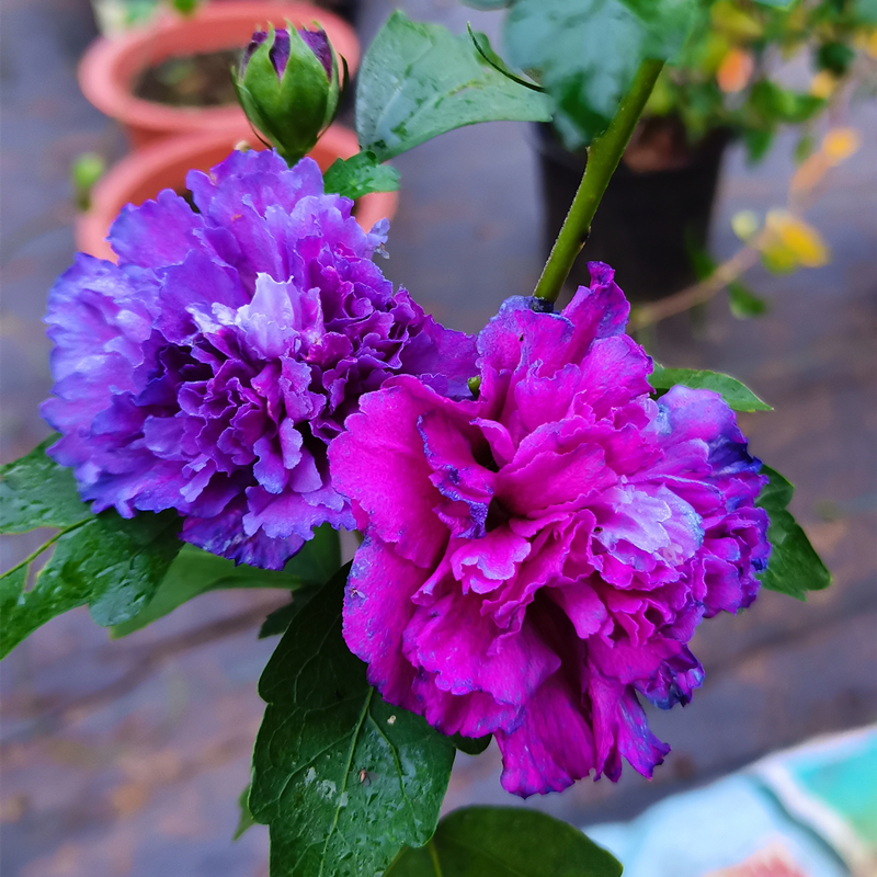 重瓣大花紫玉木槿盆栽