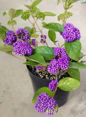 日本紫珠盆栽花苗 庭院花园植物 紫色转运珠 多年生灌木植物盆栽