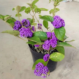 日本紫珠盆栽花苗 庭院花园植物 紫色转运珠 多年生灌木植物盆栽