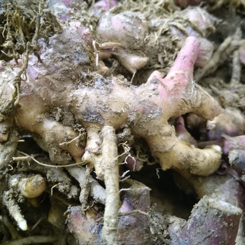 正宗阳春特产风姜新鲜月子专用红皮姜驱寒风姜可煮汤煮水洗头泡脚