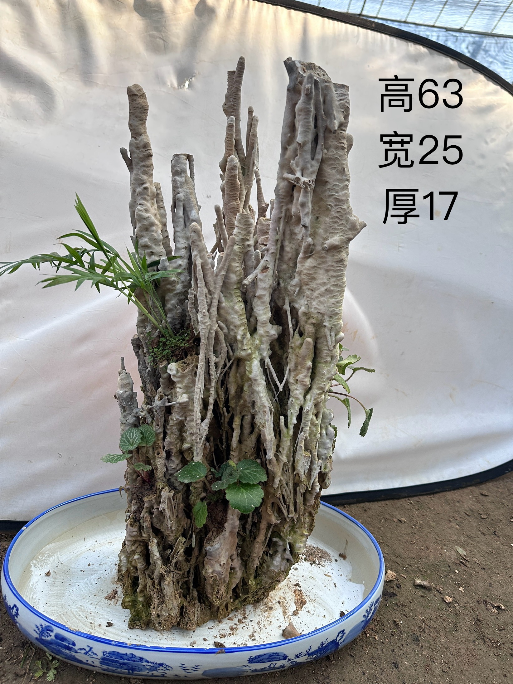 天然上水石奇石芦管石钟乳石盆景假山原石观赏石微景观园艺装饰石