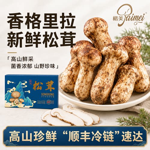 新鲜采摘野生松茸礼盒装顺丰速发
