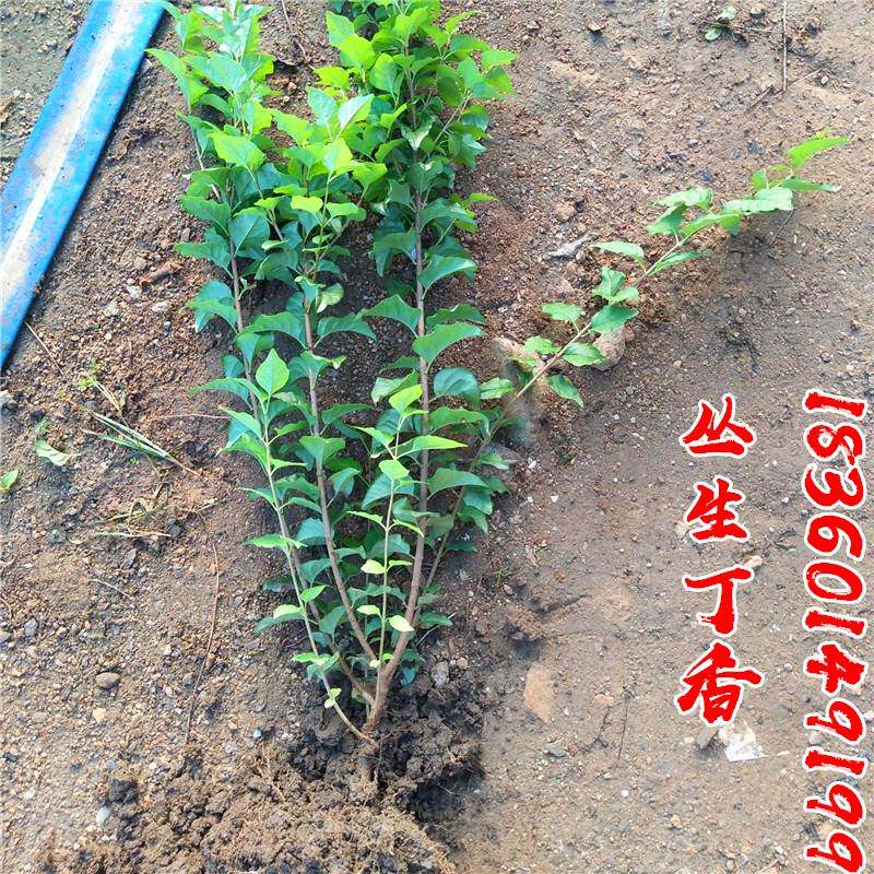 丛生丁香花树苗暴马丁香多叉丁香小苗耐寒庭院盆浓香绿化大叶植物