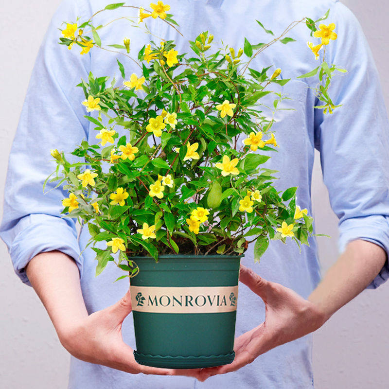 法国香水藤茉莉花苗盆栽带花苞耐寒爬藤植物冬季开花易养活室内花
