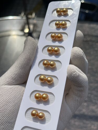 正圆7～8mm浓金绿南洋金珠配对耳钉 自然光拍摄