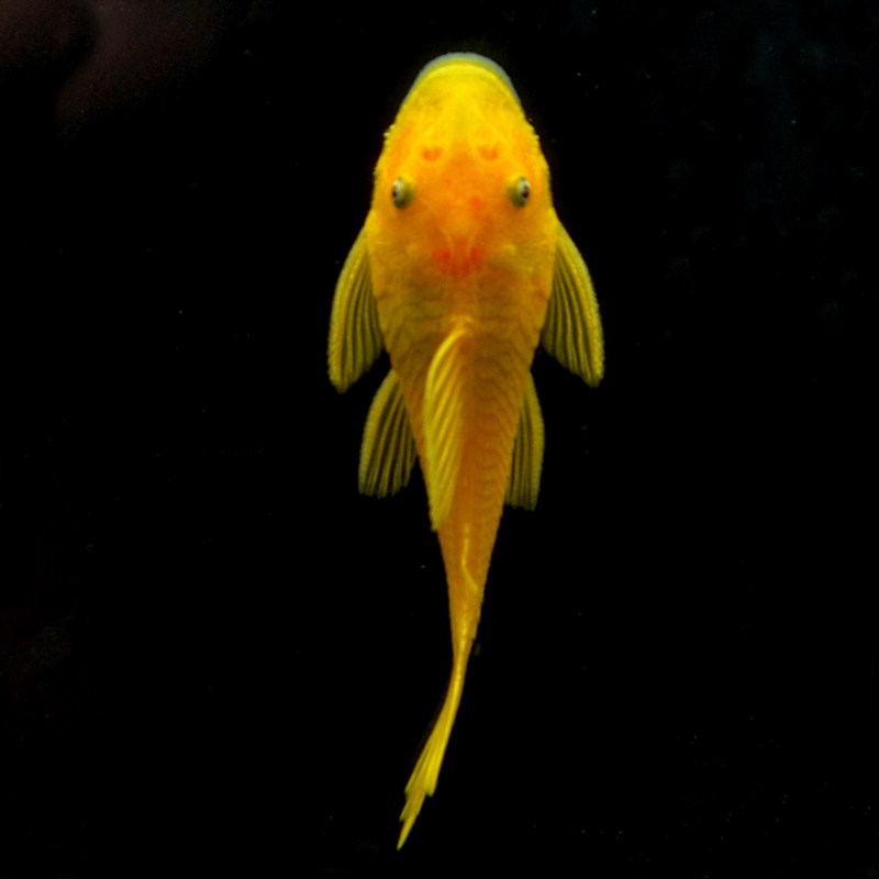 gold Blue eyes Beard gold Beard living thing living thing tool Tropical Ornamental fishin the Pet/Pet food and supplies , Aqua World , Fish  category - from Buy2taobao.com to provide professional Taobao agent buy service