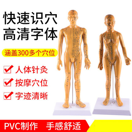 中医针灸穴位人体模型人医用经络通推拿按摩男女教学小人全身针灸