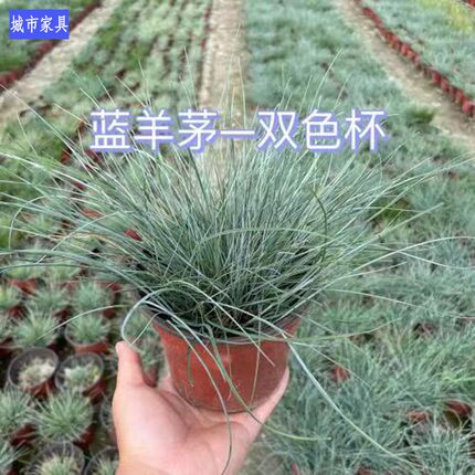 成都同城植物销售花园绿化工程苗木销售蓝羊茅绿化工程绿化施工