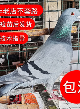 鸽子活一对原配信鸽赛鸽肉鸽观赏鸽小鸽种鸽活物鸽子苗幼鸽包活体