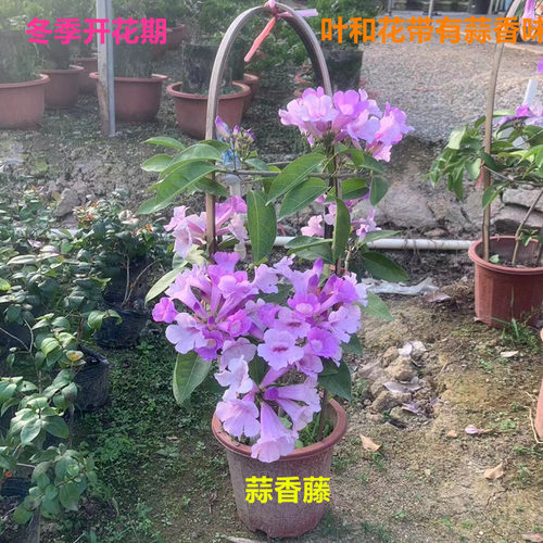蒜香藤花卉攀援植物围墙篱笆爬藤花苗适合室外庭院阳台绿植