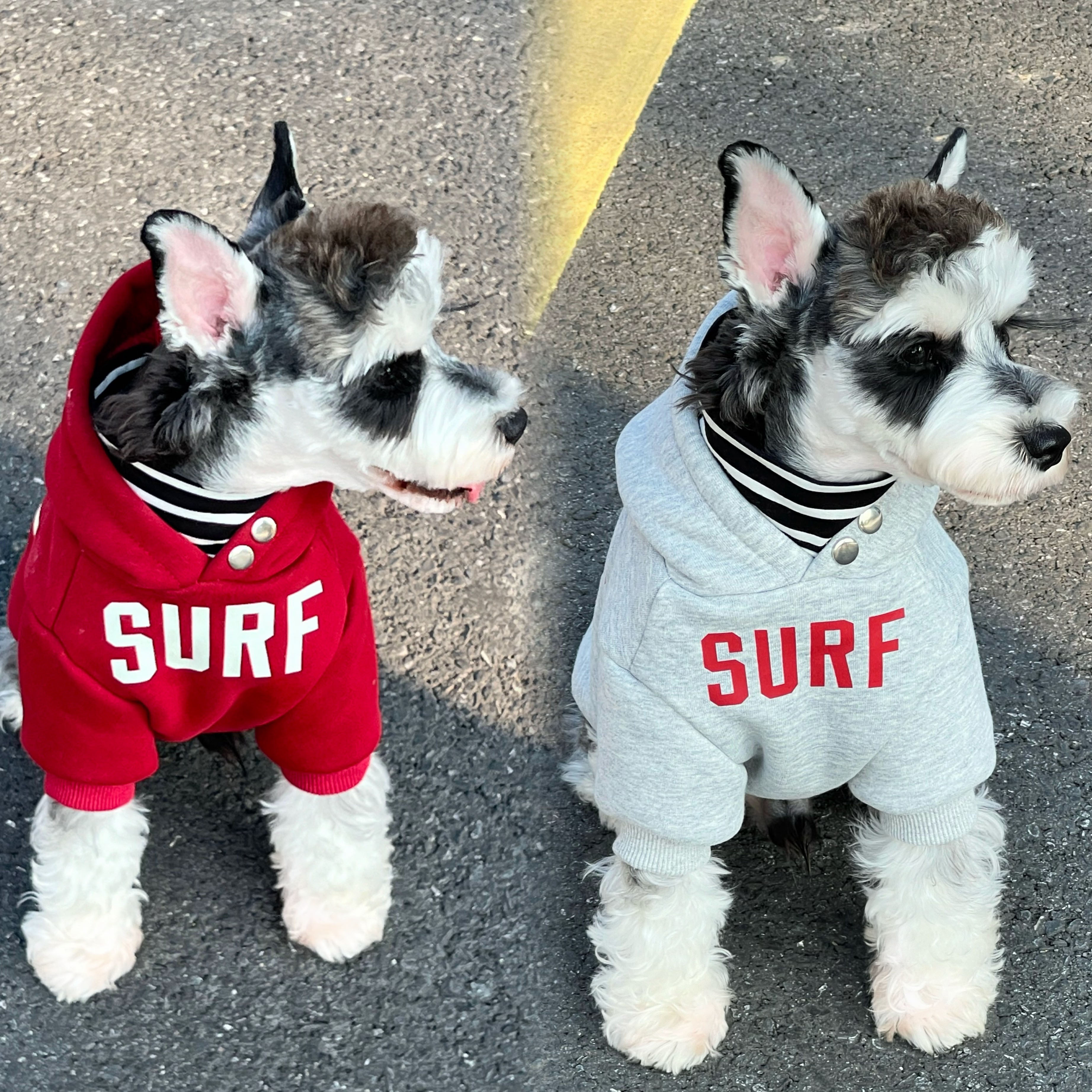 宠物猫狗衣服 秋冬纯棉加绒时尚潮牌搭黑白条纹连帽卫衣雪纳瑞衣