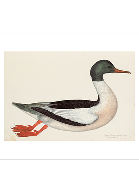 liveart 瑞典鸟类海鸥鹅经典名画原版装饰画olof rudbeck